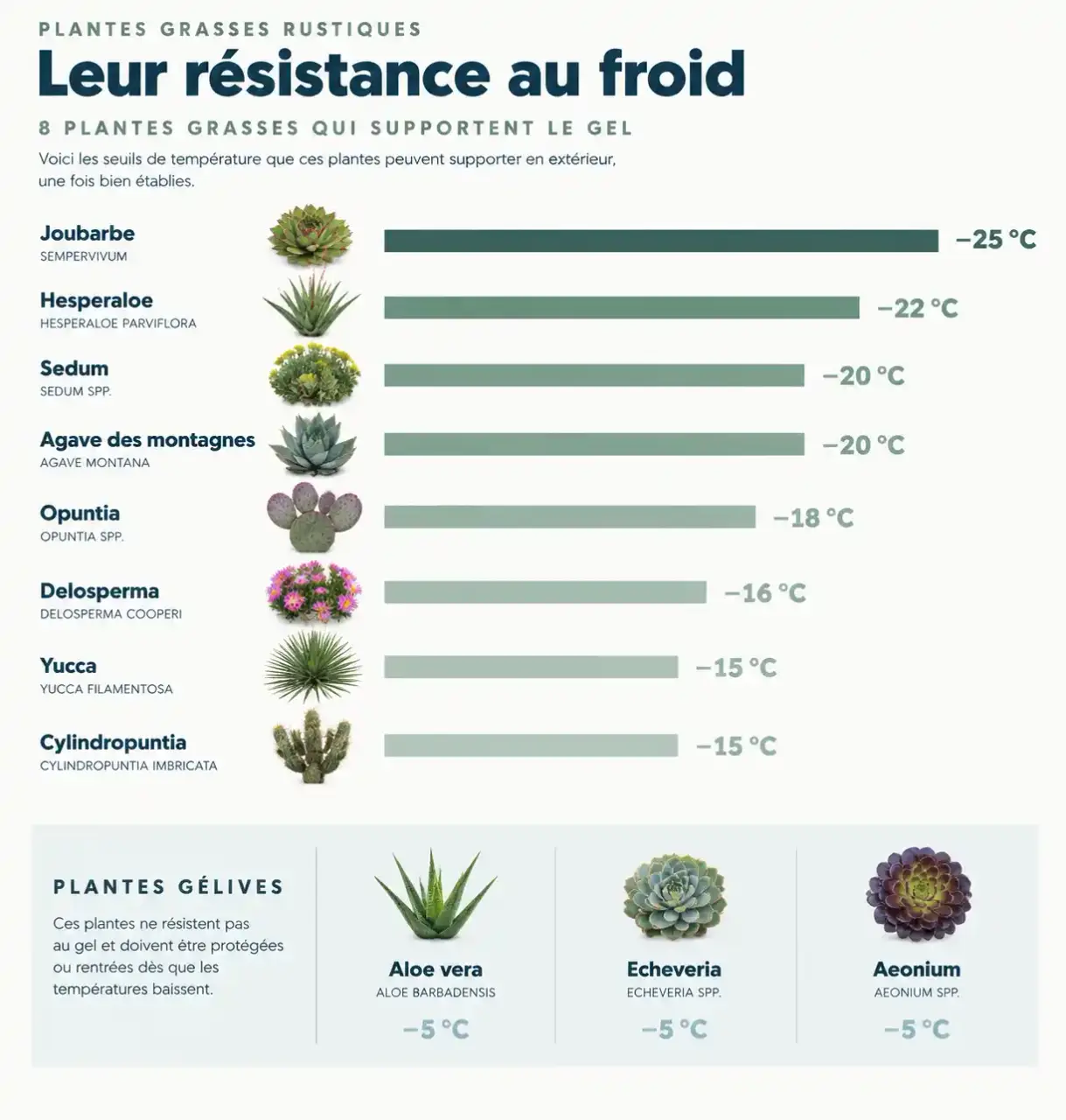 Plantes grasses extérieur qui ne gèlent pas : comparatif des seuils de résistance au gel par espèce